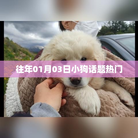 小狗话题持续火热，历年热议不断