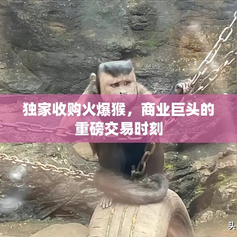 独家收购火爆猴，商业巨头的重磅交易时刻