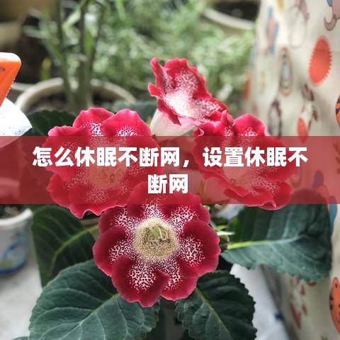 怎么休眠不断网，设置休眠不断网 
