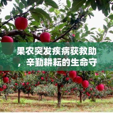 果农突发疾病获救助，辛勤耕耘的生命守护者