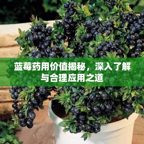 蓝莓药用价值揭秘，深入了解与合理应用之道