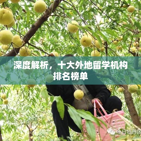 深度解析，十大外地留学机构排名榜单