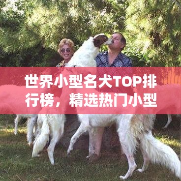 世界小型名犬TOP排行榜，精选热门小型犬品种