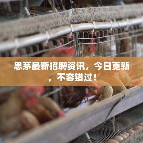 思茅最新招聘资讯，今日更新，不容错过！