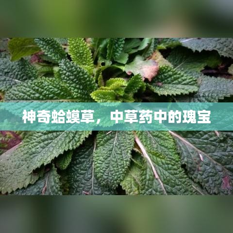 神奇蛤蟆草，中草药中的瑰宝