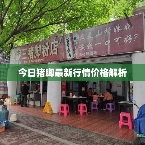 今日猪脚最新行情价格解析