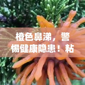 橙色鼻涕，警惕健康隐患！粘稠不断，不容忽视的症状提示