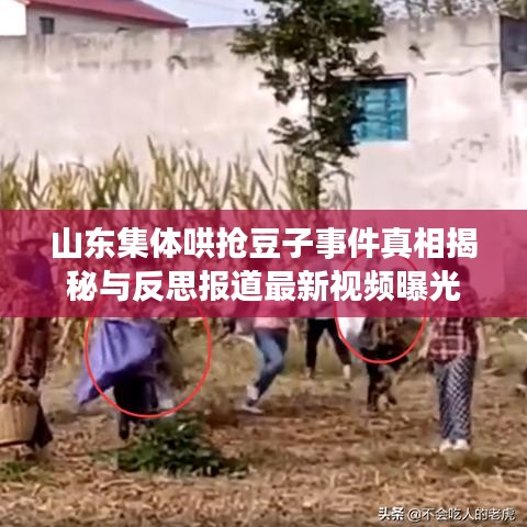 山东集体哄抢豆子事件真相揭秘与反思报道最新视频曝光