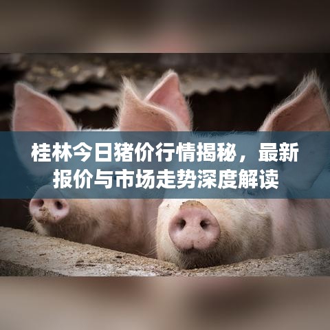 桂林今日猪价行情揭秘，最新报价与市场走势深度解读