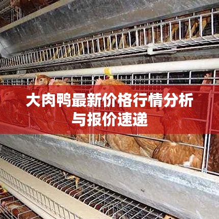 大肉鸭最新价格行情分析与报价速递