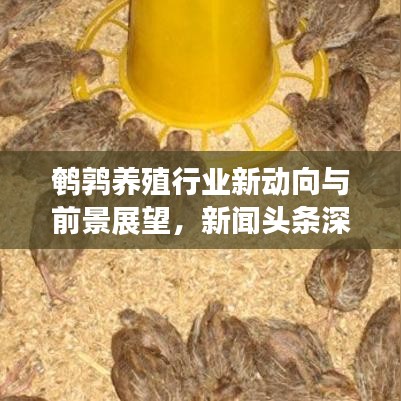 鹌鹑养殖行业新动向与前景展望，新闻头条深度解析