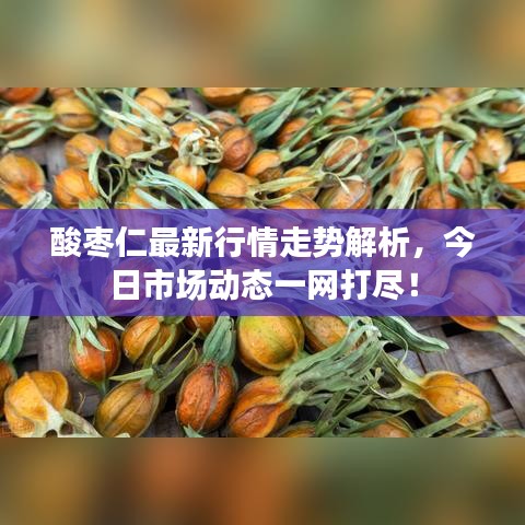 酸枣仁最新行情走势解析，今日市场动态一网打尽！