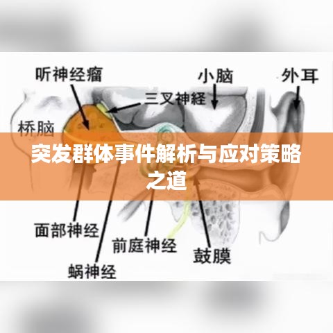 突发群体事件解析与应对策略之道