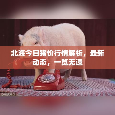 北海今日猪价行情解析，最新动态，一览无遗