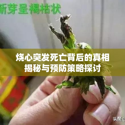 烧心突发死亡背后的真相揭秘与预防策略探讨